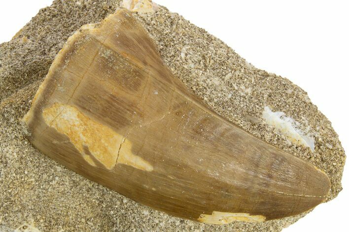 Large, Mosasaur (Mosasaurus) Tooth In Rock - Morocco #311181